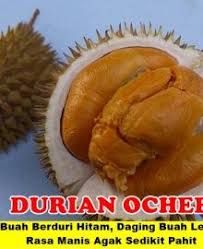Durian Ochee Unggul Buah Buah Segar Daging
