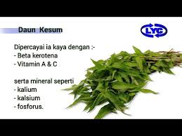 Dalam 100 g, bahagian yang boleh dimakan daun, daun kesum mengandungi: Pasaraya Lyc Daun Kesum Terdapat 2 Jenis Daun Kesum
