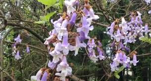 And while most plants bury their roots underground, the strangler the strangler figs are awesome plants that grow from seeds dropped high on other trees by passing birds and mammals. 12 Flowering Trees For Hot Climates Gardening Channel