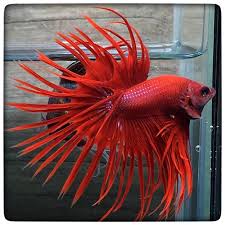 He was trying to intimidate his neighbor, the green cambodian. Item Fwbettasct1446702004 Super Red Crowntail 1055 By 3636bettaberry Ends Wed Nov 4 2015 11 40 04 Pm Cdt Betta Betta Fish Betta Fish Types