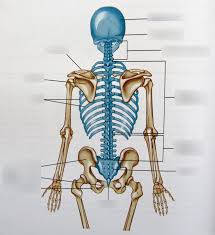 American heritage® dictionary of the english language, fifth edition. Bones Of The Back Diagram Quizlet