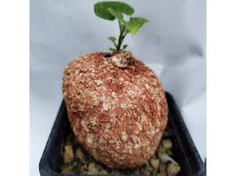 Image result for Coccinia mildbraedii