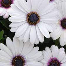 Osteospermum Akila White F1 Clean Flowers Types Of Plants Plants