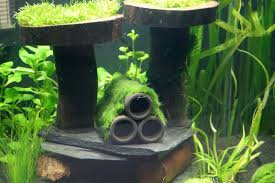 It gets soft and punky and is not effective, imo. Best Ways To Stock A Five Gallon Fish Tank For Beginners