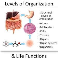 Cells Tissues Organs Organ Systems Life Functions Package Tpt