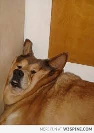 30 Adorable Dogs Sleeping In The Most Awkward Positions Awkward Animals Sleeping Dogs Funny Animal Pictures