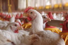 Bird flu is an infection caused by avian (bird) influenza (flu) viruses. Avian Influenza Bird Flu Identified At Cheshire Broiler Breeder Rearing Unit Gov Uk