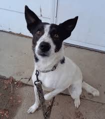 I had a border collie/jack russell mix who passed away this passed saturday (12/20/08). Top 29 Most Popular Border Collie Mixes You Ll Want To Add To Your Home Immediately