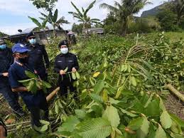 Daun seledri juga bisa sebagai alternatif lainnya yang dapat digunakan sebagai obat asam urat herbal. Lucut Hak Tanah Jika Terus Tanam Ketum Felda