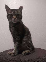 To put down a cat without feeling bad is hard, but think of it as putting the cat out of his misery. Twat Without A Cat Fuck Fiv Album On Imgur