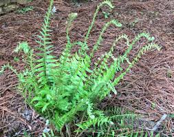 Maybe you would like to learn more about one of these? Polystichum Acrostichoides Christmas Dagger Christmas Dagger Fern Christmas Fern North Carolina Extension Gardener Plant Toolbox