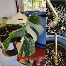 Monstera plant care is less complicated than you'd think. People Who Have Bought Monstera Albo Cuttings How Long Did It Take To Get A New Leaf How Big Was The Leaf Where Does It Come From Monstera