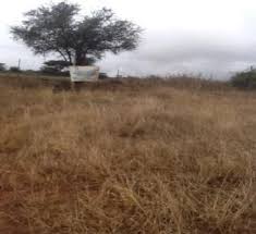 Image result for Harpachne schimperi