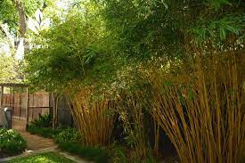 Super Spring To Do Tips Romantic Garden In Sun Shade Central Texas Gardener Fence Landscaping Backyard Fences Fence Design
