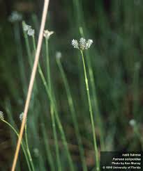 Image result for Fuirena pubescens