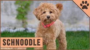 We did not find results for: Schnoodle Dog Breed The Schnauzer Poodle Mix Breed Youtube