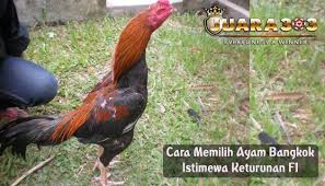 Pin Di Sabung Ayam Online
