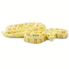 Albino Burmese Python