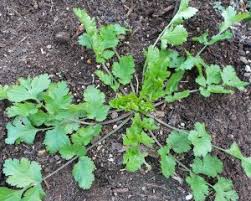 Image result for Coriandrum sativum
