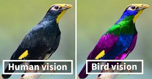 Sorry this page is available to subscribers only. How Birds See The World As Compared To Humans Earthly Mission