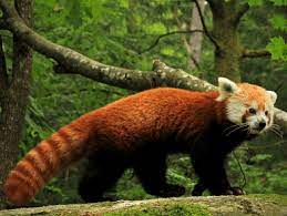 State Animal Of Sikkim Red Panda Complete Detail Updated