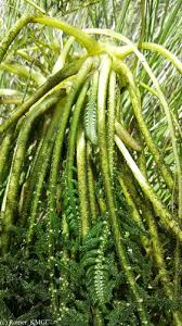 Image result for Hydrostachys lukungensis