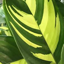 Image result for Ctenanthe marantifolia