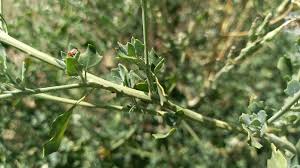 Image result for Chenopodium opulifolium