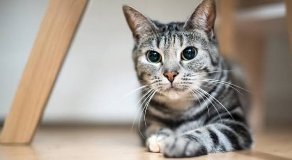 What Your Cat's Eyes Can Tell You | Veterinarian in Harrisonburg, Virginia  | Harrisonburg Animal Hospital