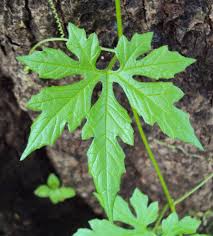 Image result for Diplocyclos