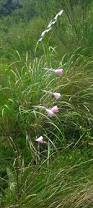 Image result for Dierama cupuliflorum