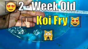 Koi Fry Growth Rate 2 Week Old Koi Fry Koifry Koifish Koi Koi Fish Olds