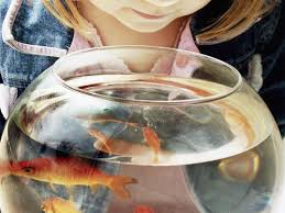 Voici donc les bons gestes à avoir pour il est bon de savoir que le chlore contenu dans l'eau du robinet peut tuer un poisson rouge en moins il est recommandé de changer 25% de l'eau de l'aquarium de votre poisson rouge toutes les semaines. Quelle Eau Pour Son Aquarium