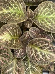 Image result for episcia