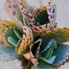 Image result for Kalanchoe marmorata