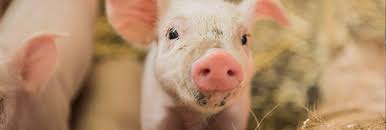 Schweine Archive Schmitz Wurst Und Fleisch