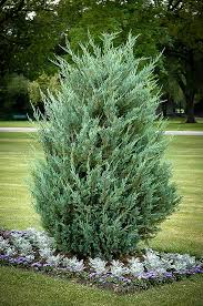 The juniper genus is made up of about 50 to 70 different species within the cypress family. Moonglow Juniper For Sale Online The Tree Center