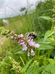 Image result for Stachys aculeolata