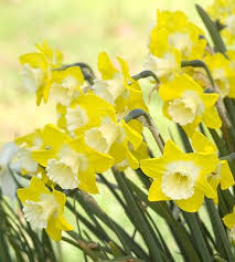 Daffodil Jonquil Hybrids Daffodils Birth Month Flowers Jonquil