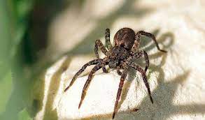 Around 125 wolf spiders species are living in the north america; Wolf Spiders Facts Venom Habitat Information