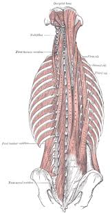 Proper anatomical name for muscles around rib cage : Transversospinales Physiopedia