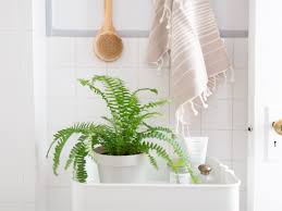 Indoor plant low light cold. 17 Best Houseplants For Your Bathroom