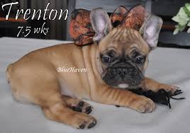 Heatherwood french bulldogs french bulldogs. Fawn Bluehaven French Bulldogsbluehaven French Bulldogs
