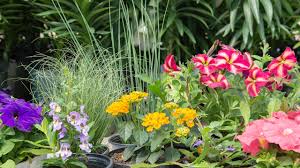 Maybe you would like to learn more about one of these? Annual Blooms For Color You Ll Love Mulhall S