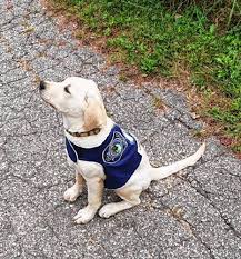 Comfort Dog Joins Concord Police Ranks