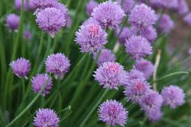 Where to buy edible flowers canada. Black Gold A Guide To Edible Flowers Black Gold