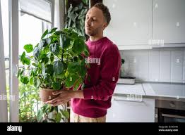 Image result for Pilea angolensis