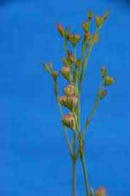 Image result for Menodora