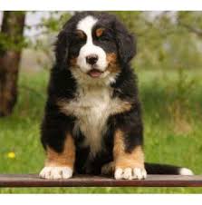Maybe you would like to learn more about one of these? Registered Australian Cattle Dog Dog Breeders In Brisbane