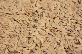 Then the seed coat cracks open and a small embryonic root emerges and begins growing. Best Practices For Long Term Seed Storage High Mowing Organic Non Gmo Seeds